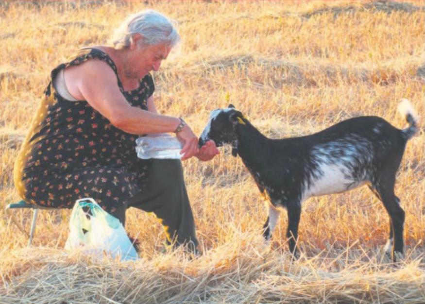 Una mujer da de comer en el campo a un animal.