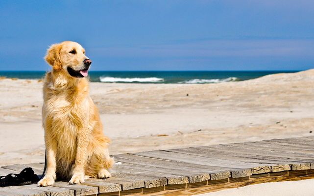 Un perro en una playa, en una fotografía de archivo.