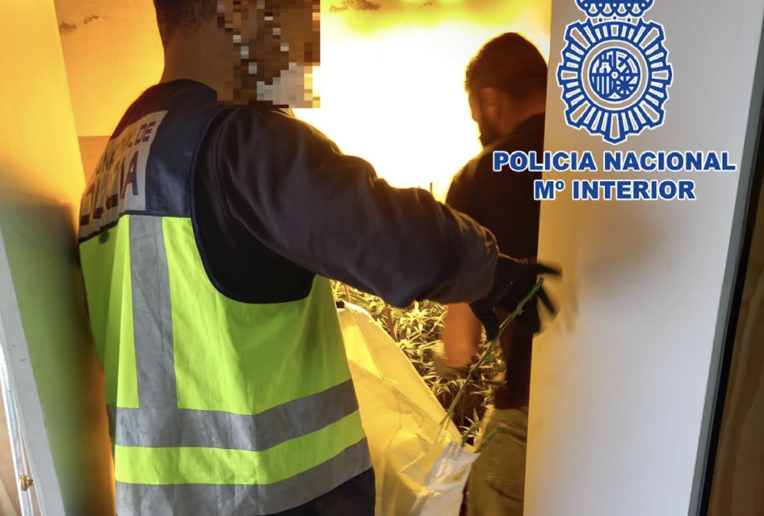 Dos chalés alquilados de Vistahermosa ocultaban 1.000 plantas de marihuana.