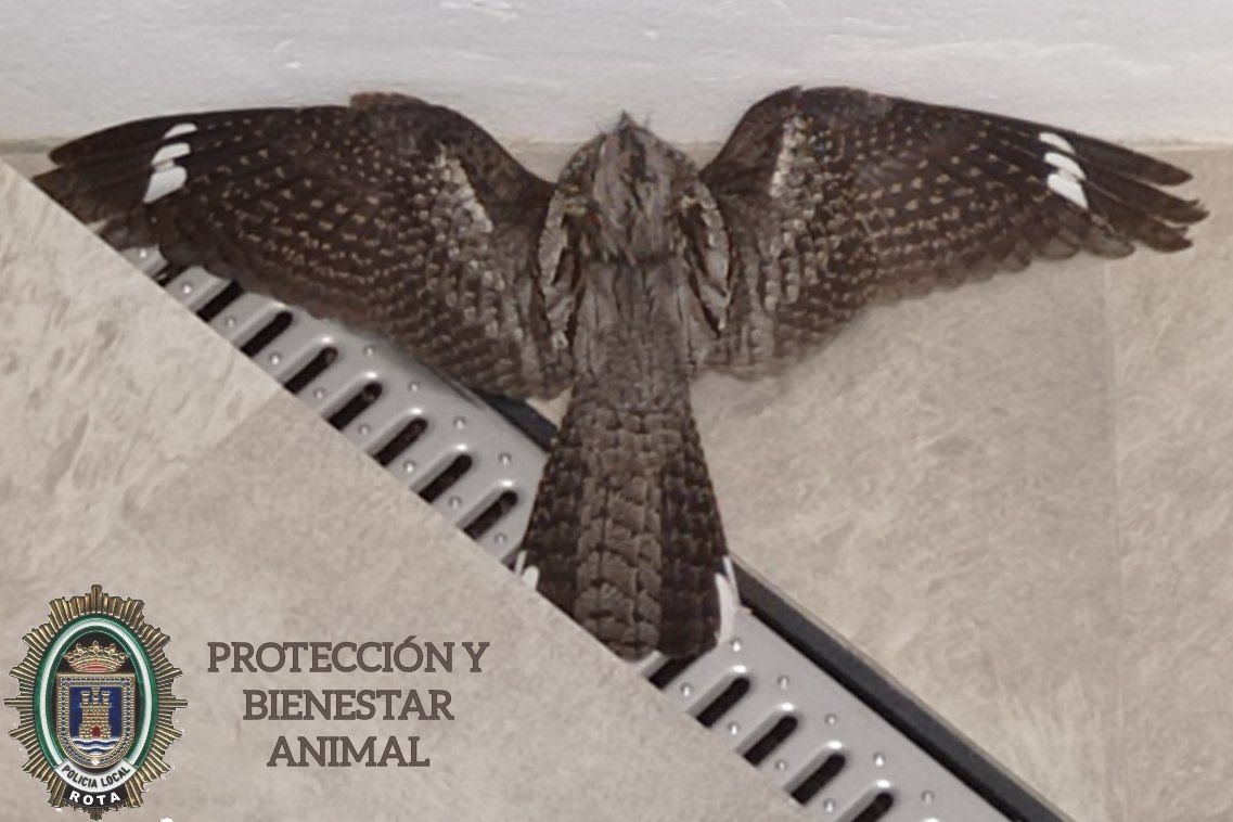 Un chotacabras encontrado en Rota. 