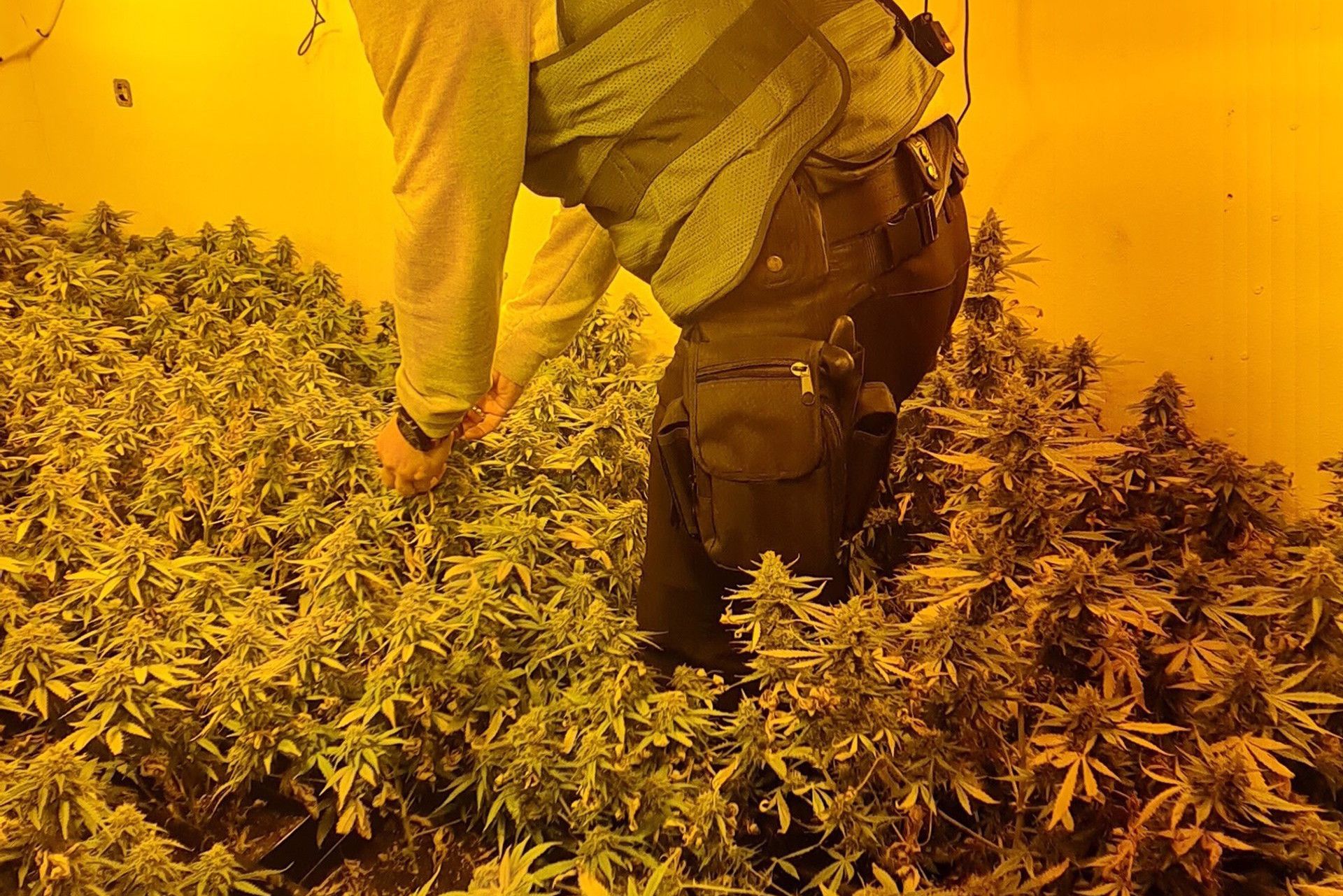 Un guardia civil, en una plantación de marihuana, en una imagen de archivo.