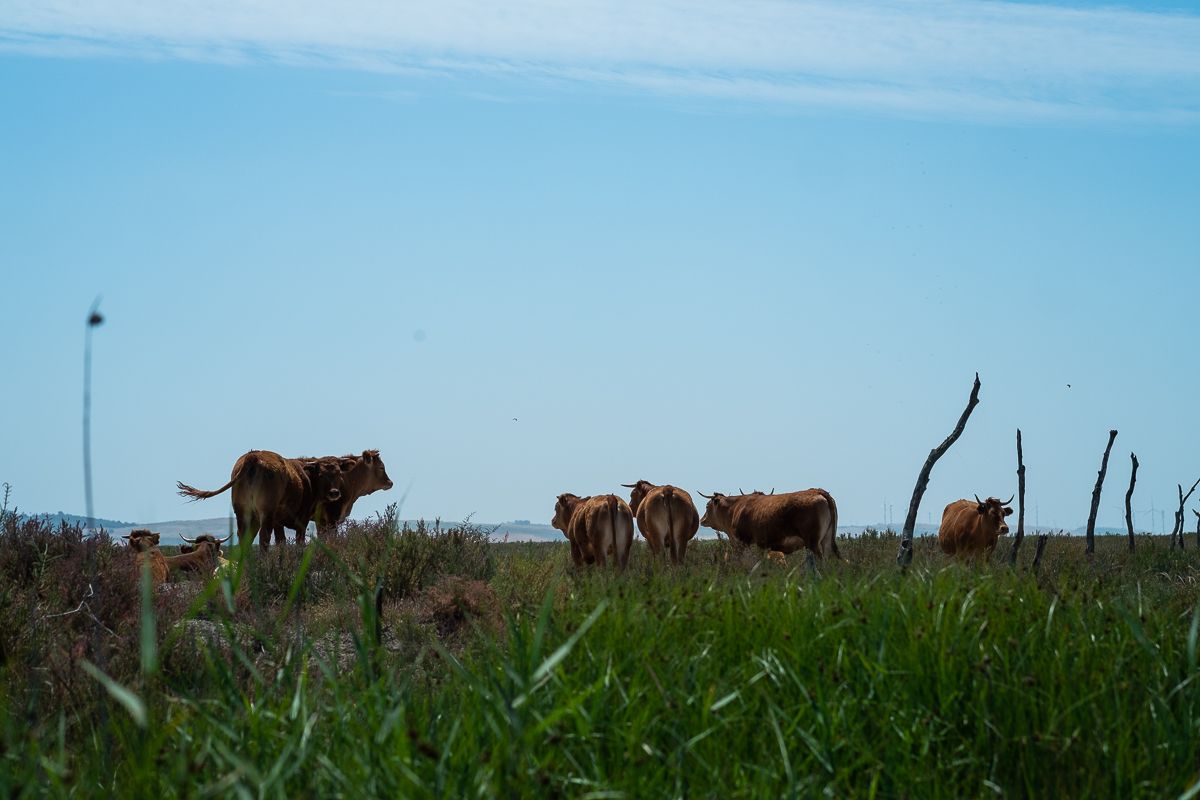 Vacas pastando, en las marismas del Guadalquivir.