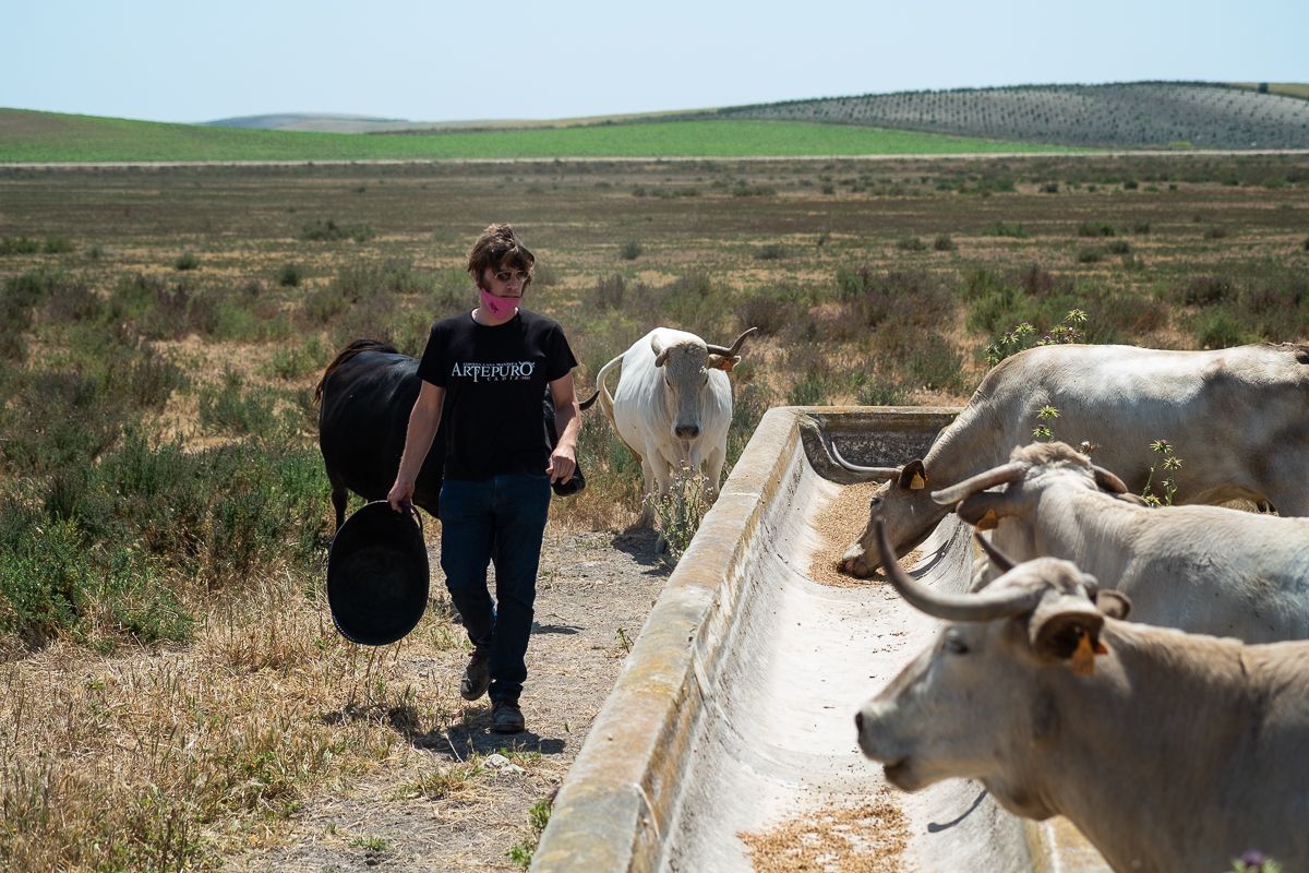Miguel Núñez, alias 'Espinete', dando de comer a sus vacas bravas.