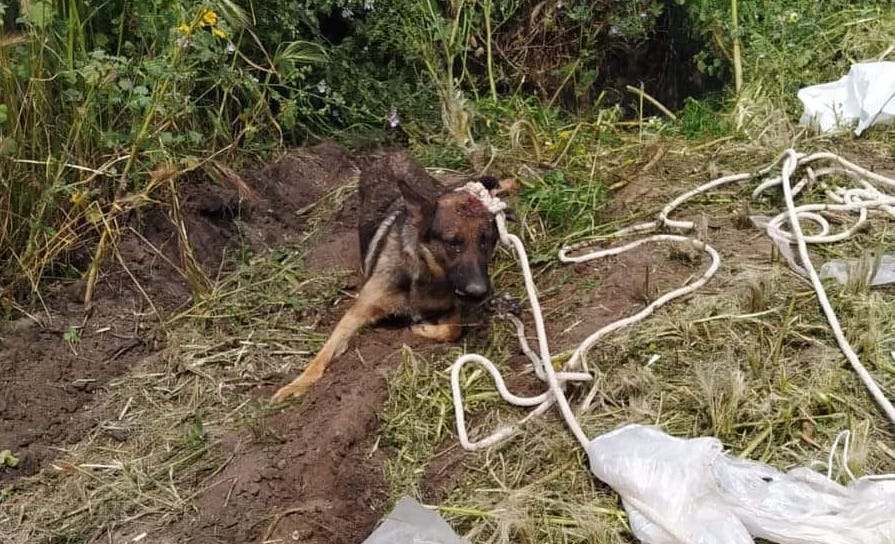 Perra abandonada en un pozo de Barbate. 