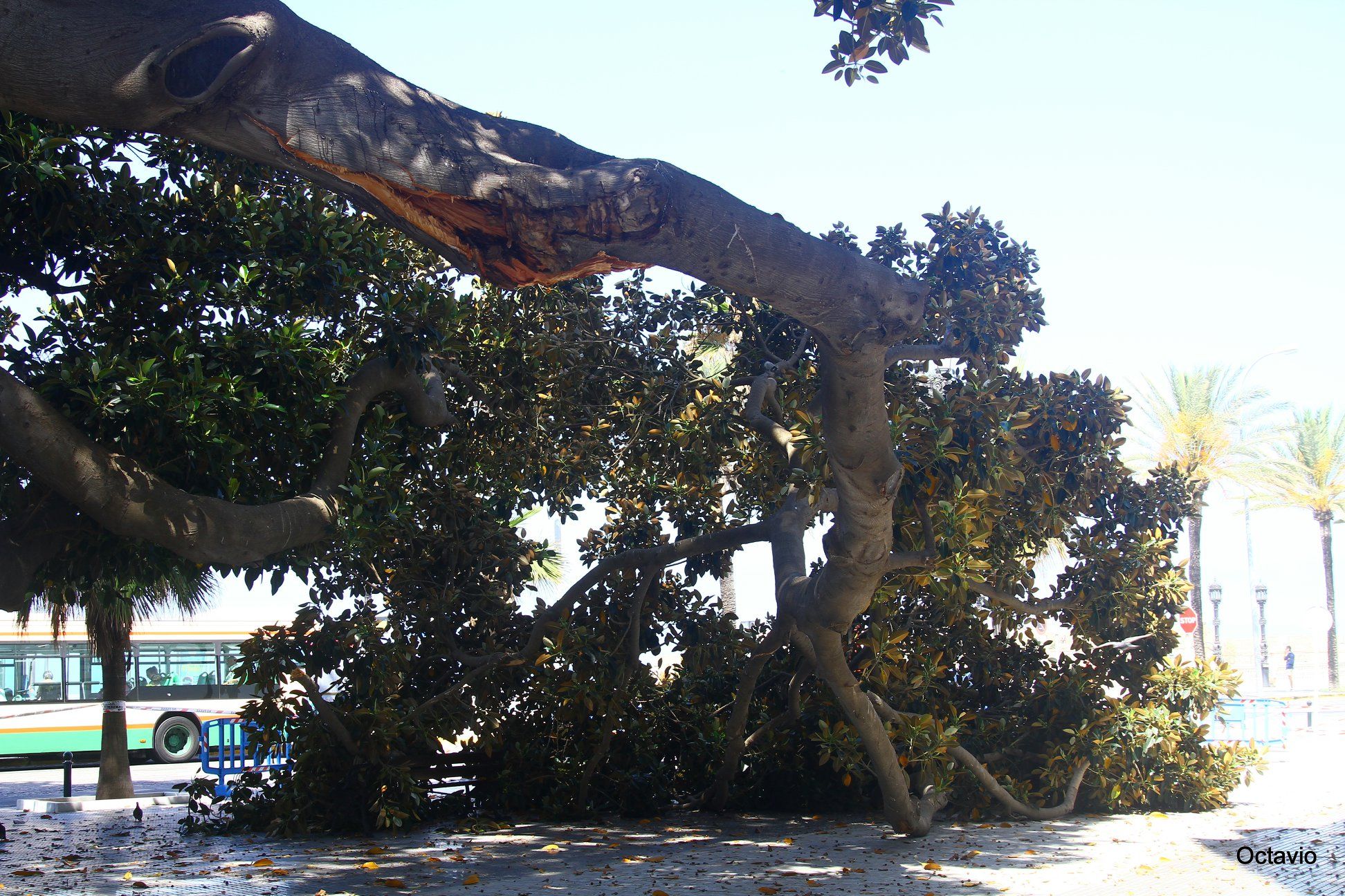 La rama desprendida del ficus del Mora. FOTO: OCTAVIO RAMOS.