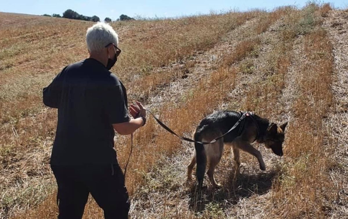 Un hombre practica 'mantrailing' con su perro.