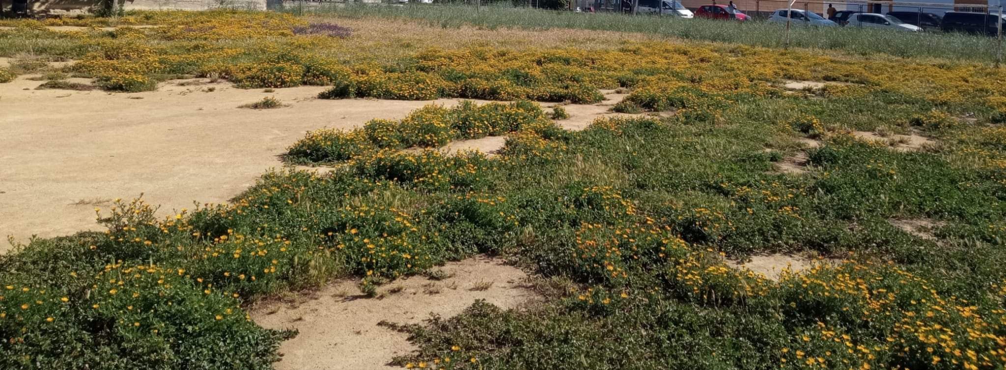 Las hierbas en el patio del CEIP Tartessos, en una imagen de Foto Denuncia Jerez.