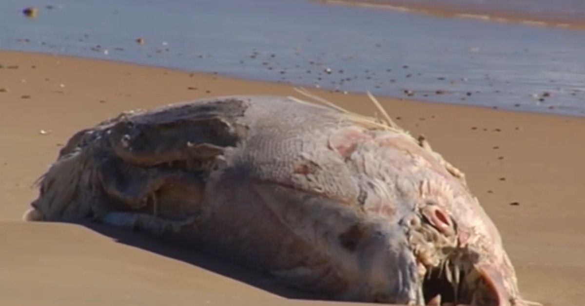 Atunes muertos en la playa.   CANALSUR