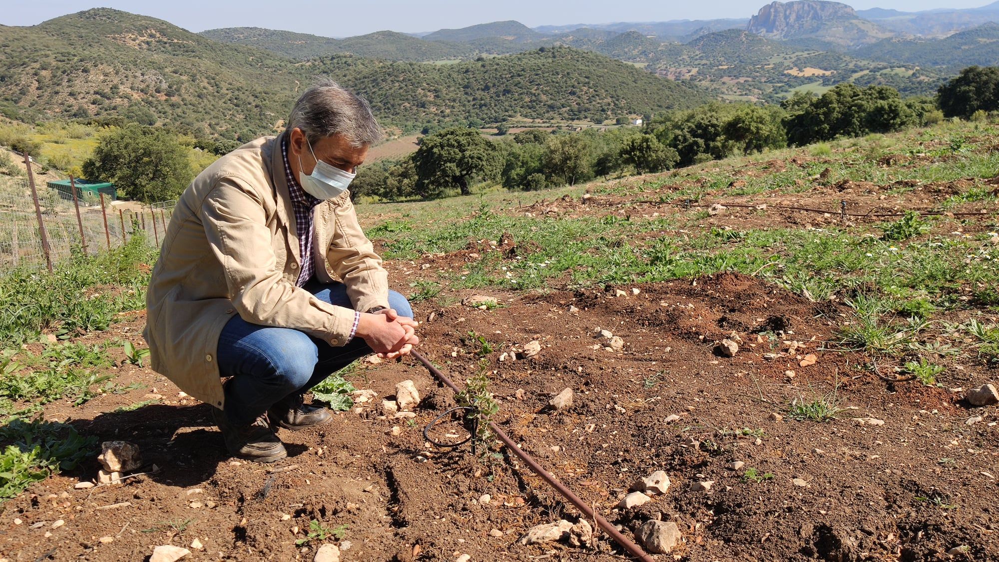 Iniciativa pionera en Algodonales al sembrar en suelo municipal dos hectáreas de 'oro negro'. En la imagen, el alcalde Ángel Acuña ante parte del sembrado de trufa negra.
