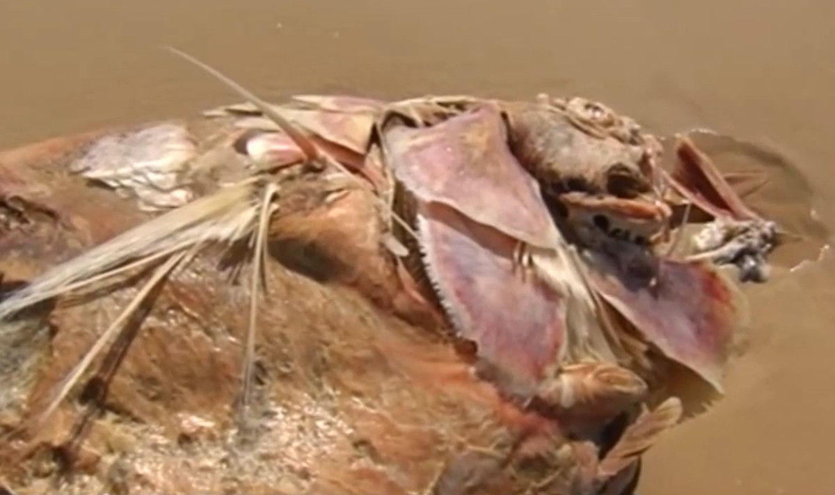 Atún muerto en la playa.  CANALSUR