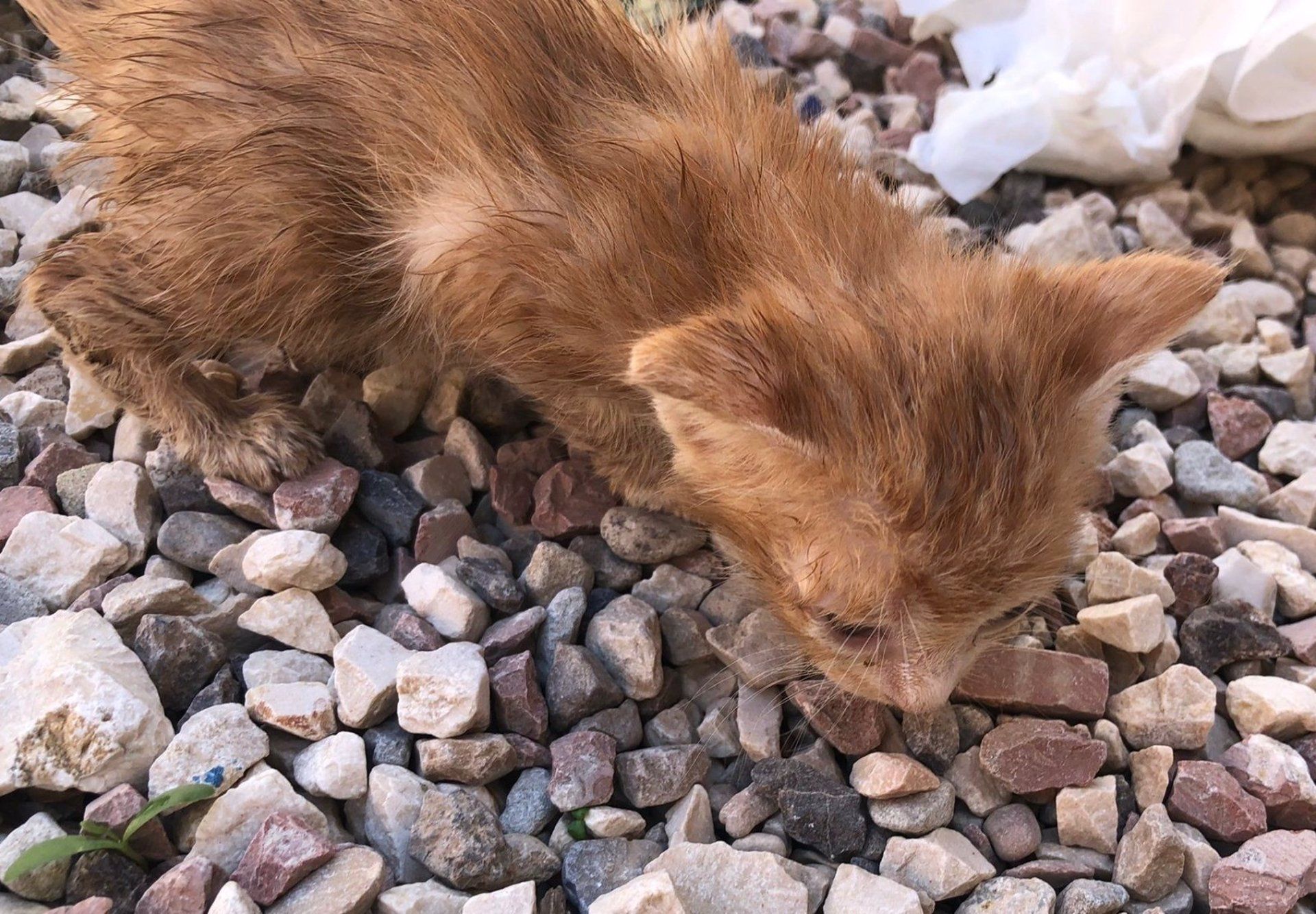 Un gato en una imagen de archivo.