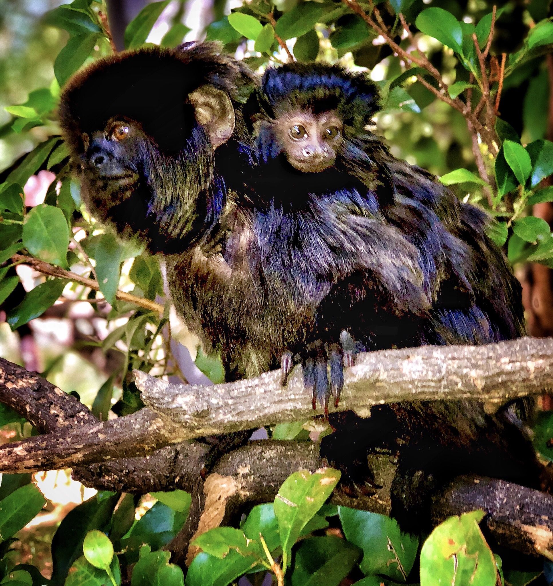 La pequeña cría junto a su padre.