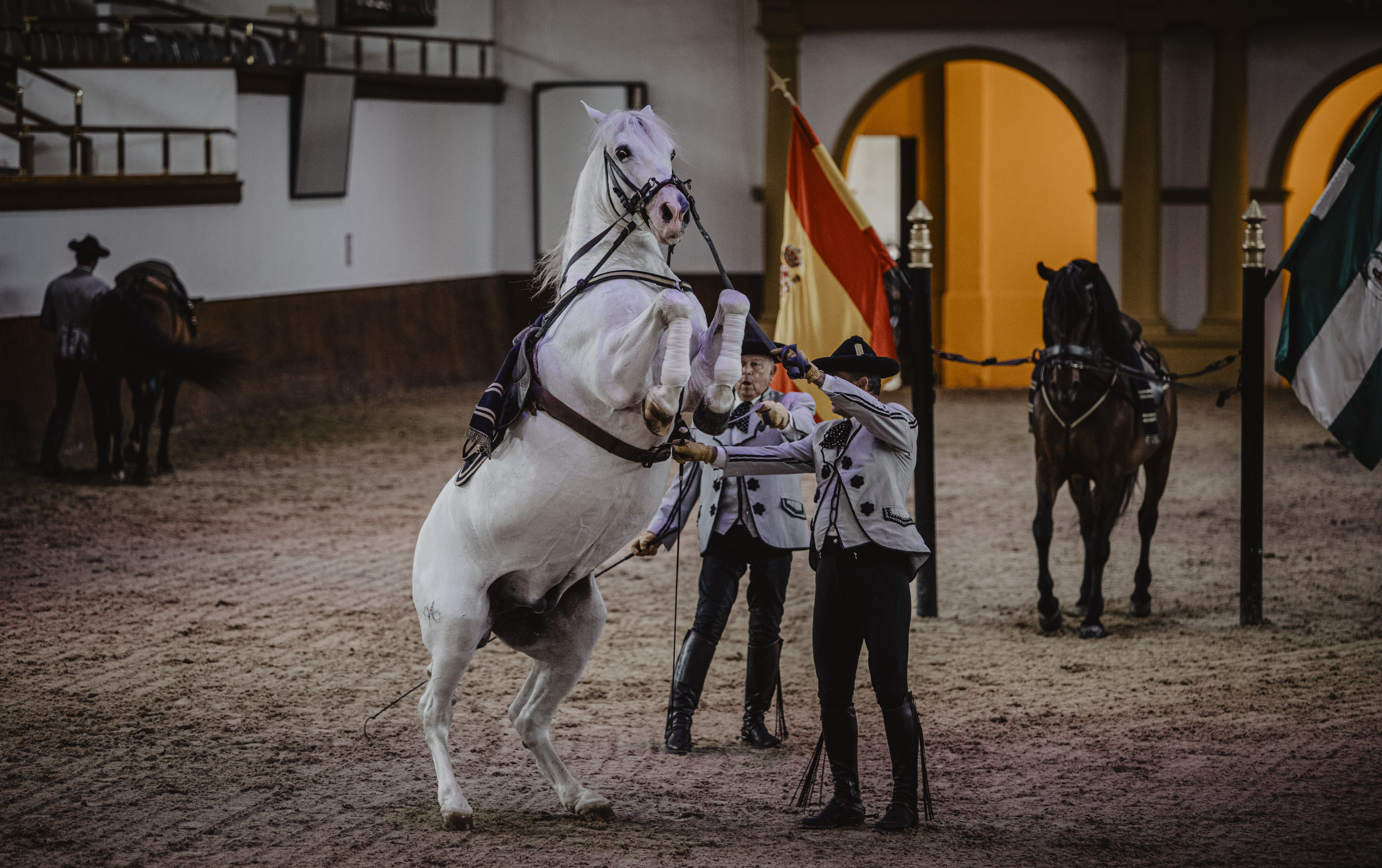 Un momento del espectáculo con una elevada de un caballo en el picadero.