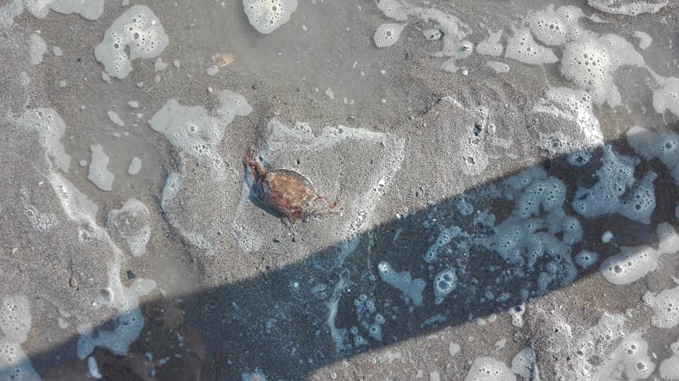 Una de las medusas arrastradas a las playas de Málaga por el fuerte levante. FOTO: MARÍA JESÚS MONTERO NÚÑEZ. 