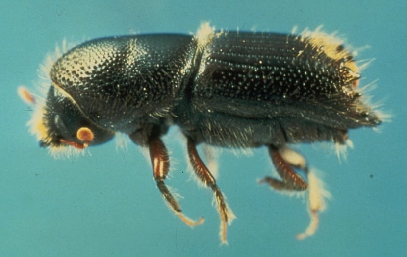 La alarmante plaga de un insecto que amenaza un 'pulmón' natural.