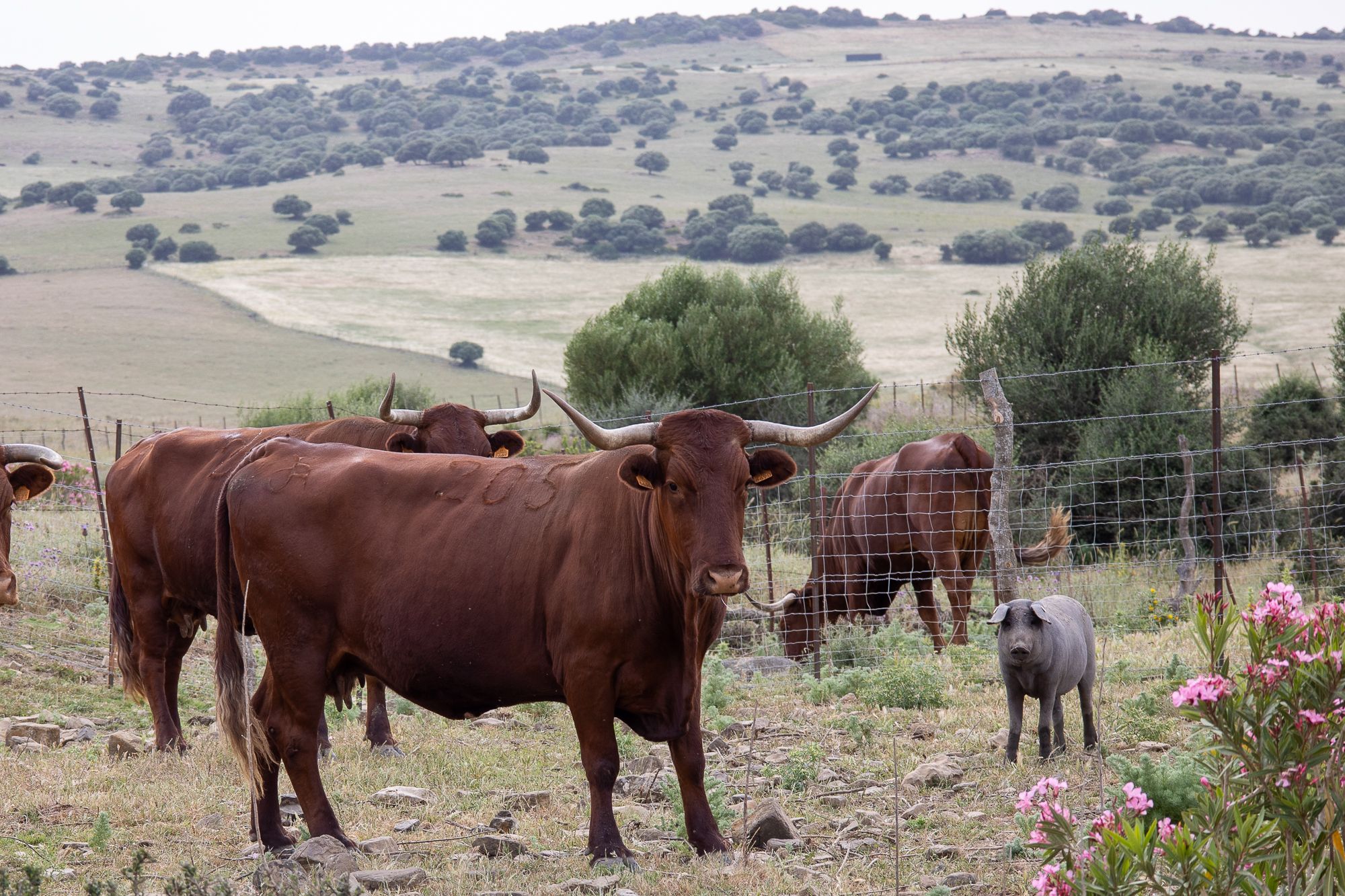 Vacas y cerdos, criándose con el método de ganadería extensiva.