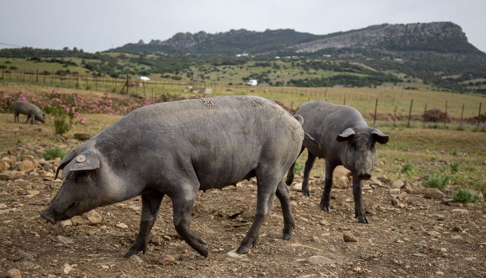 Ana Ganadera Retinto 012