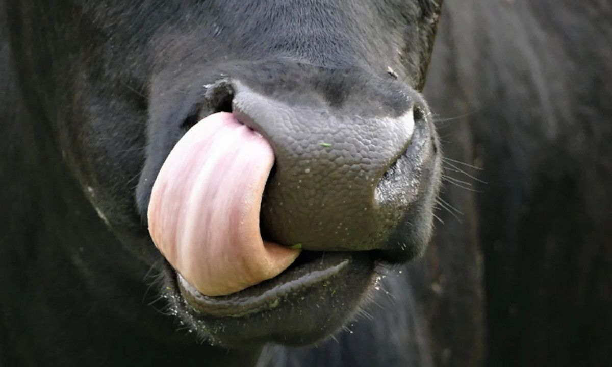 Lengua de una vaca en una imagen de archivo.