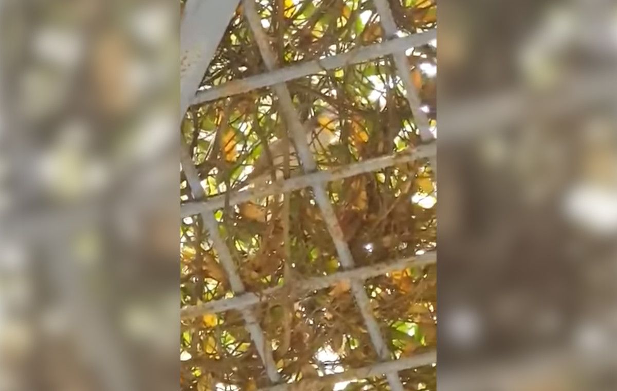 La rata en el jardín escénico. La rata en el jardín escénico.