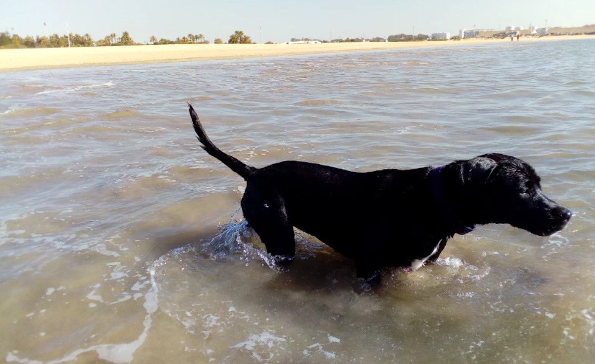 El borrador de ley de protección animal sigue abriendo un intenso debate. 