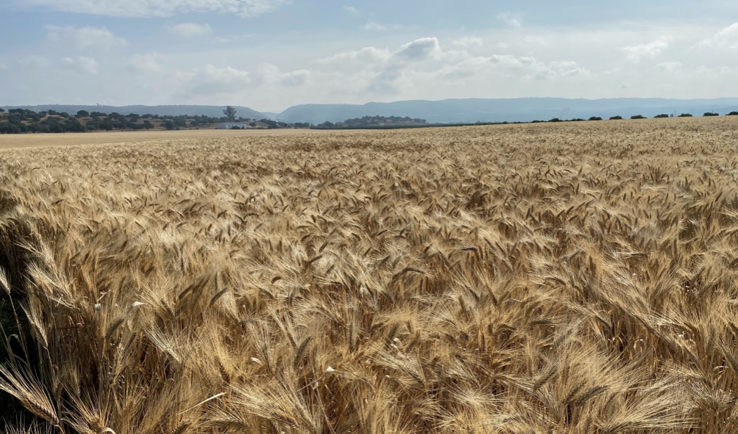 Captura de pantalla 2021 06 05 a las 9.19.50