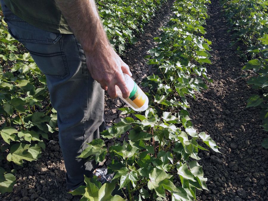 Un agricultor, cuidando sus cultivos.