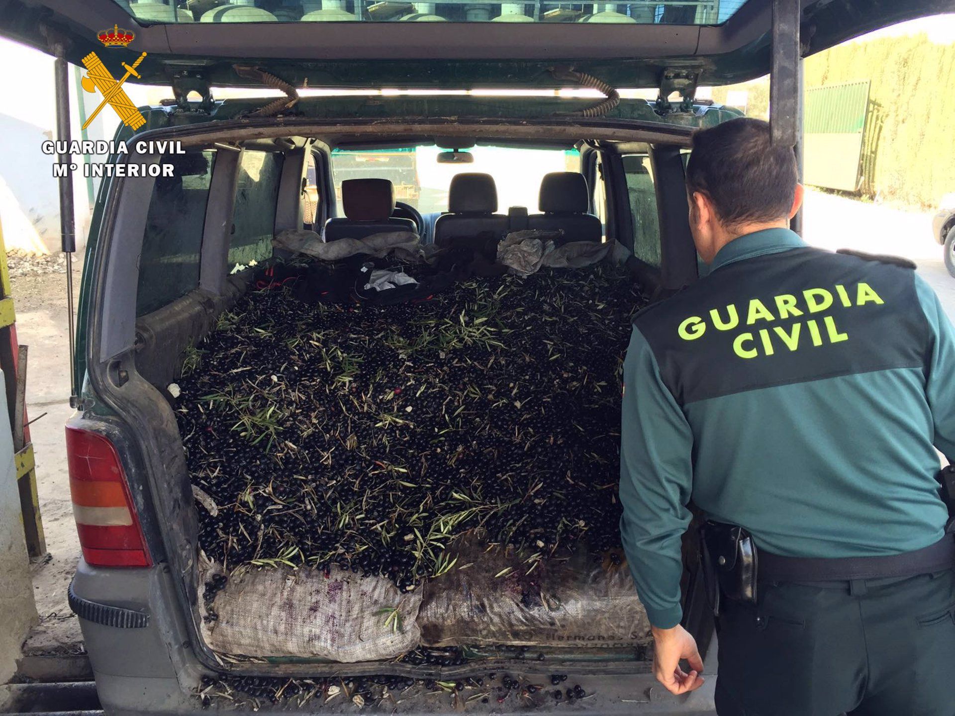 Seis investigados en un pueblo de Córdoba por apropiación indebida de unos 9.000 kilos de aceituna.
