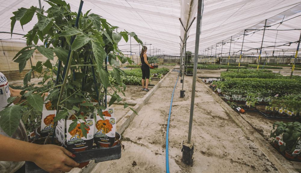 HUERTO DEL ABUELO CONIL ESTEBAN 002