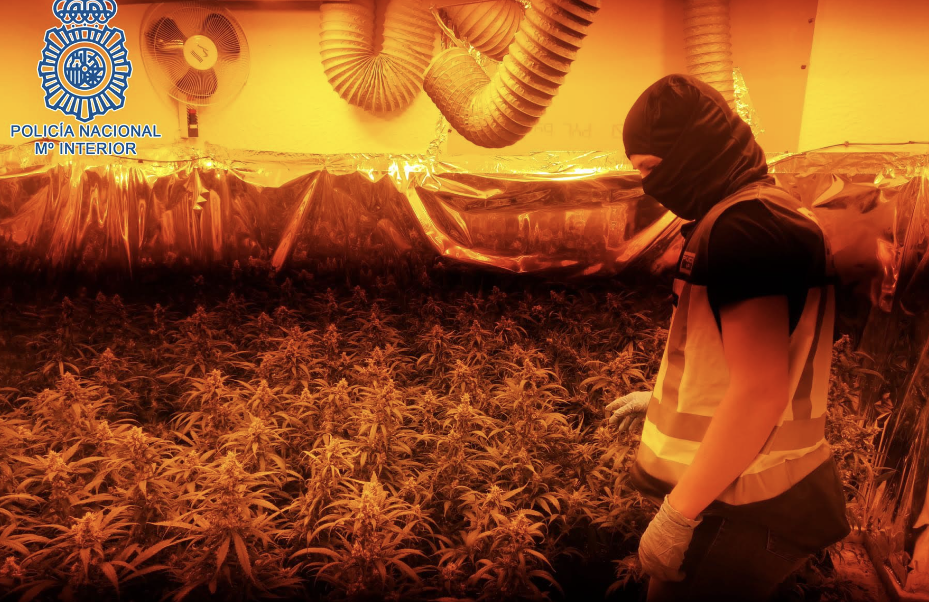 Un agente de la Policía Nacional en una de las plantaciones en Jerez.