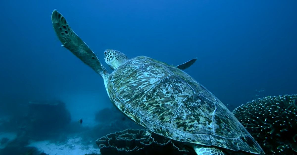 Imágenes grabadas por Pedro Grimaldi, fotógrafo jerezano que descubre los secretos del mar ocultos en la isla de Komodo.