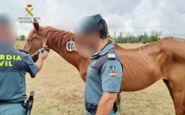 La Guardia Civil, con uno de los caballos maltratados en Ayamonte.