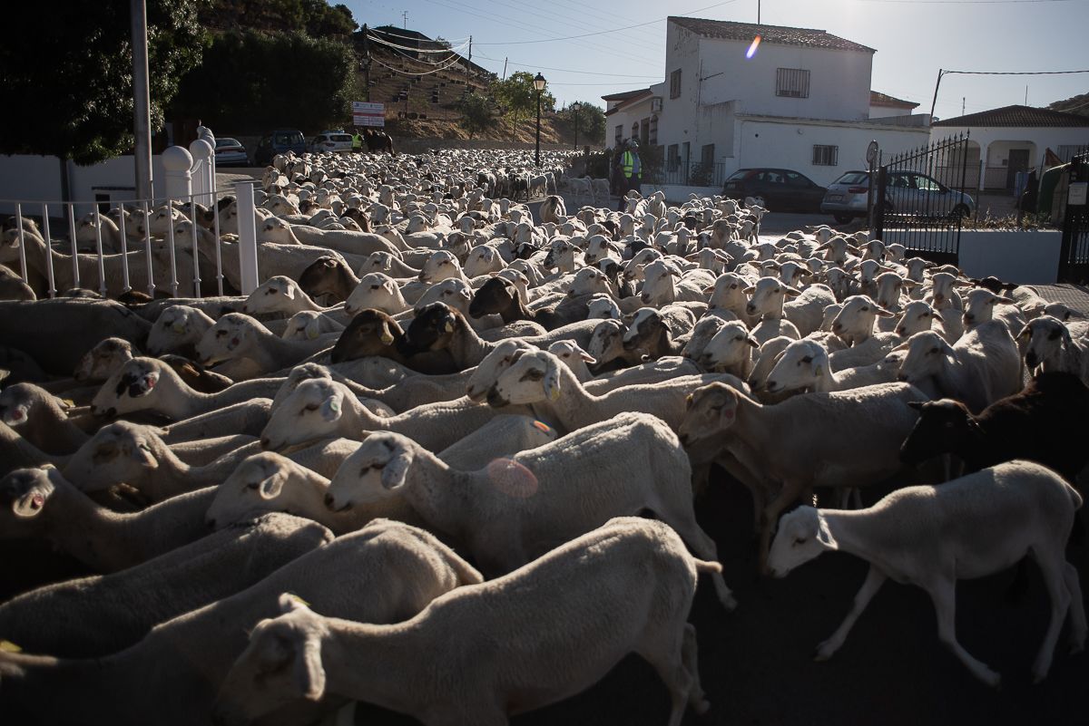 La 'toma de las ovejas' en Algodonales, este viernes.