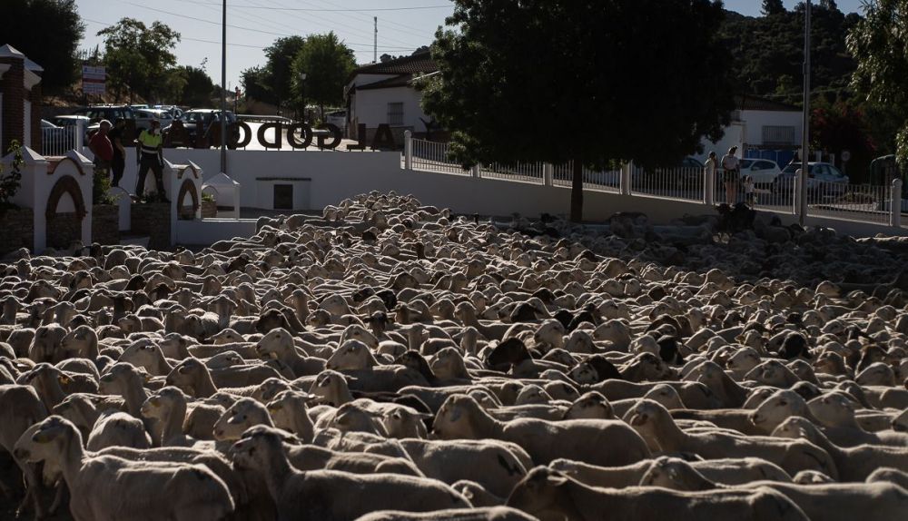 TRASHUMANCIA ALGODONALES 8