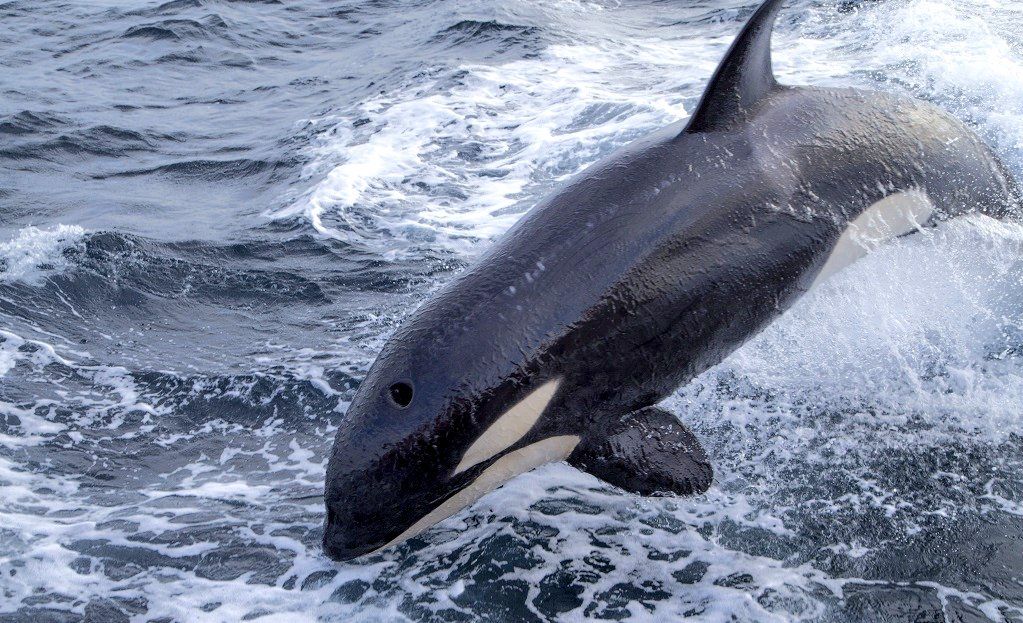 Unas orcas, en una imagen de archivo.