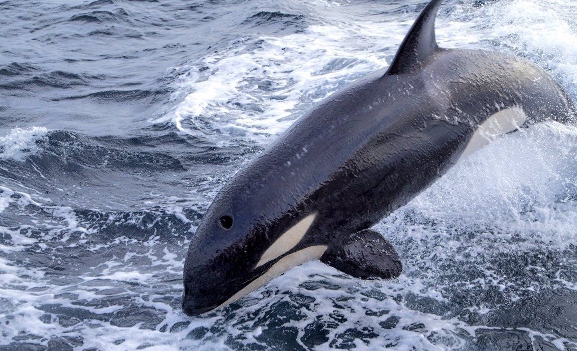 Una orca en una imagen de archivo.