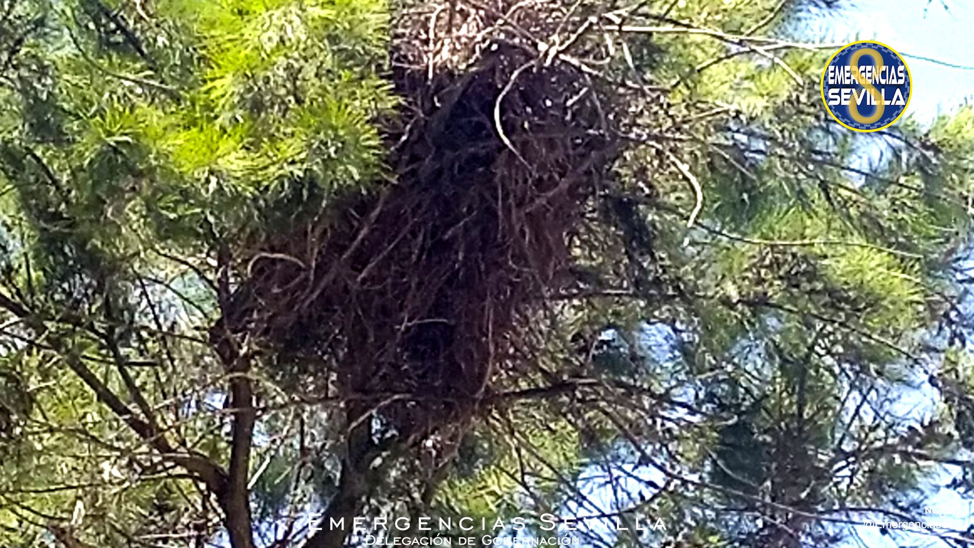 El 'supernido', retirado por los Bomberos.