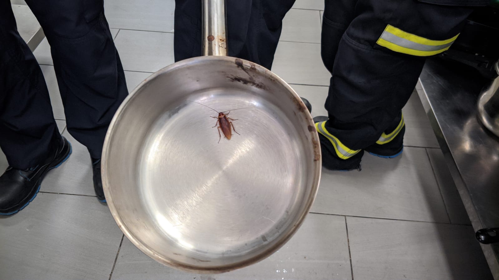 Una cucaracha encontrada en una sartén.