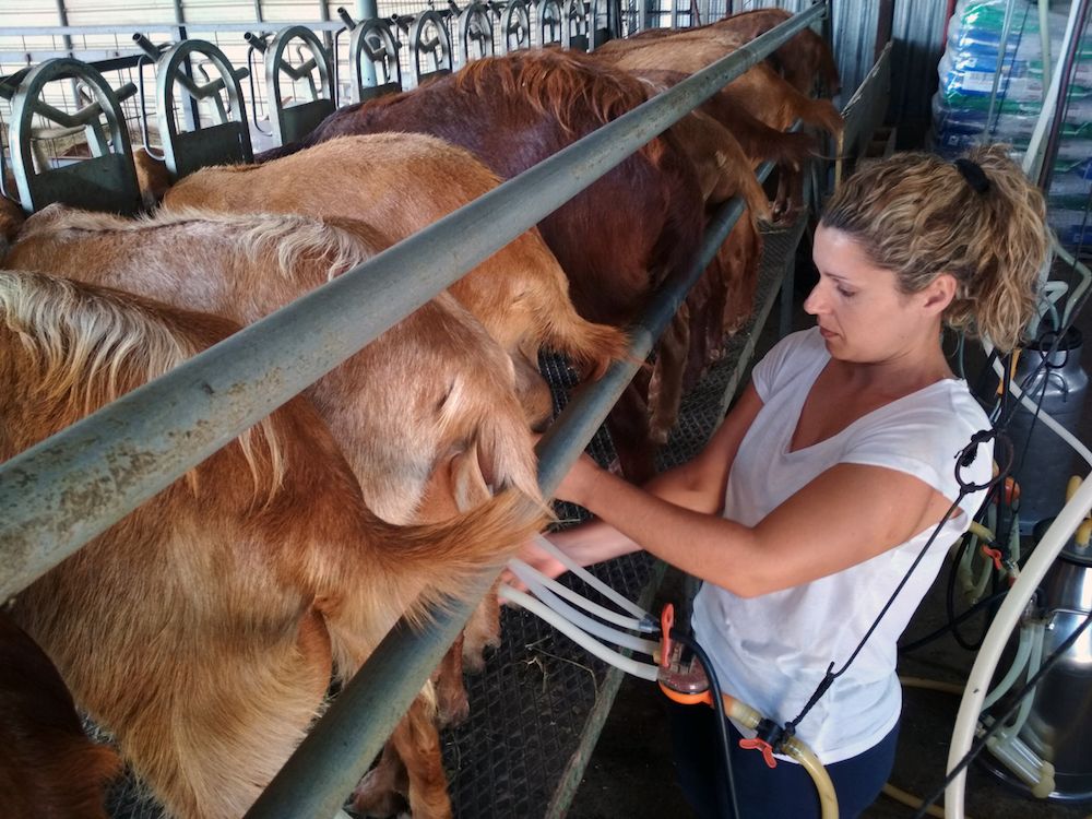 Eva, ordeñando una de sus cabras. FOTO: COAG