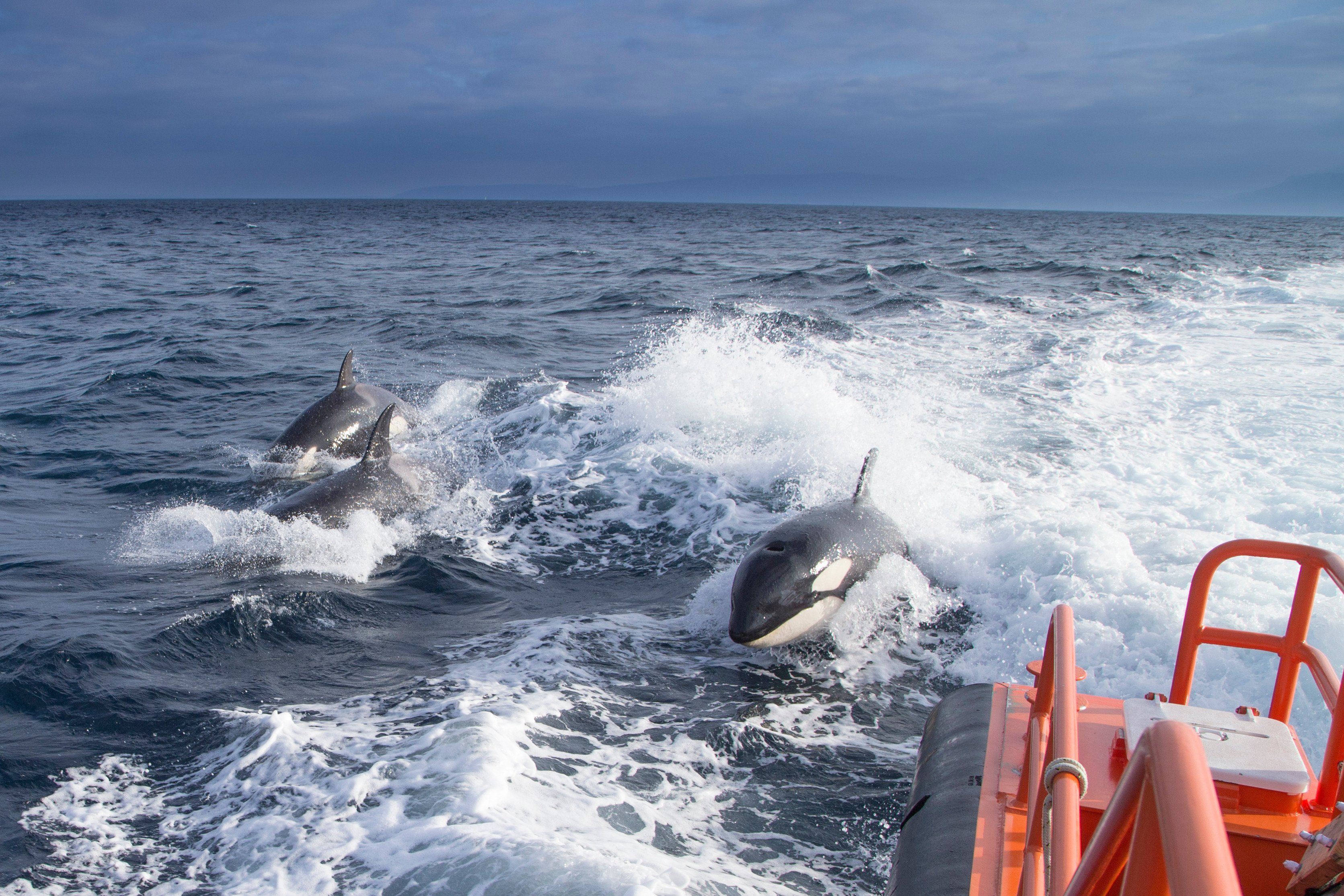 Tercer ataque de ballenas orcas a un velero en aguas de Barbate en dos semanas.