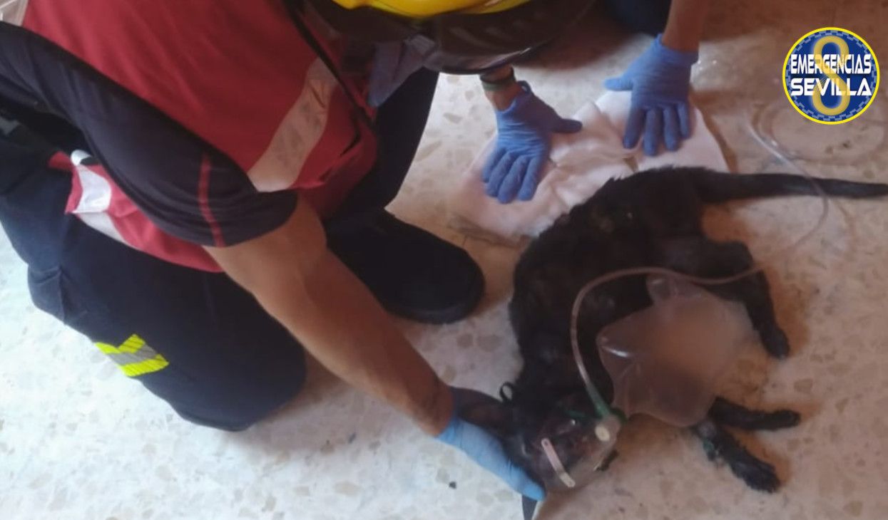 Los bomberos rescatan a dos perros y dos gatos en Sevilla.