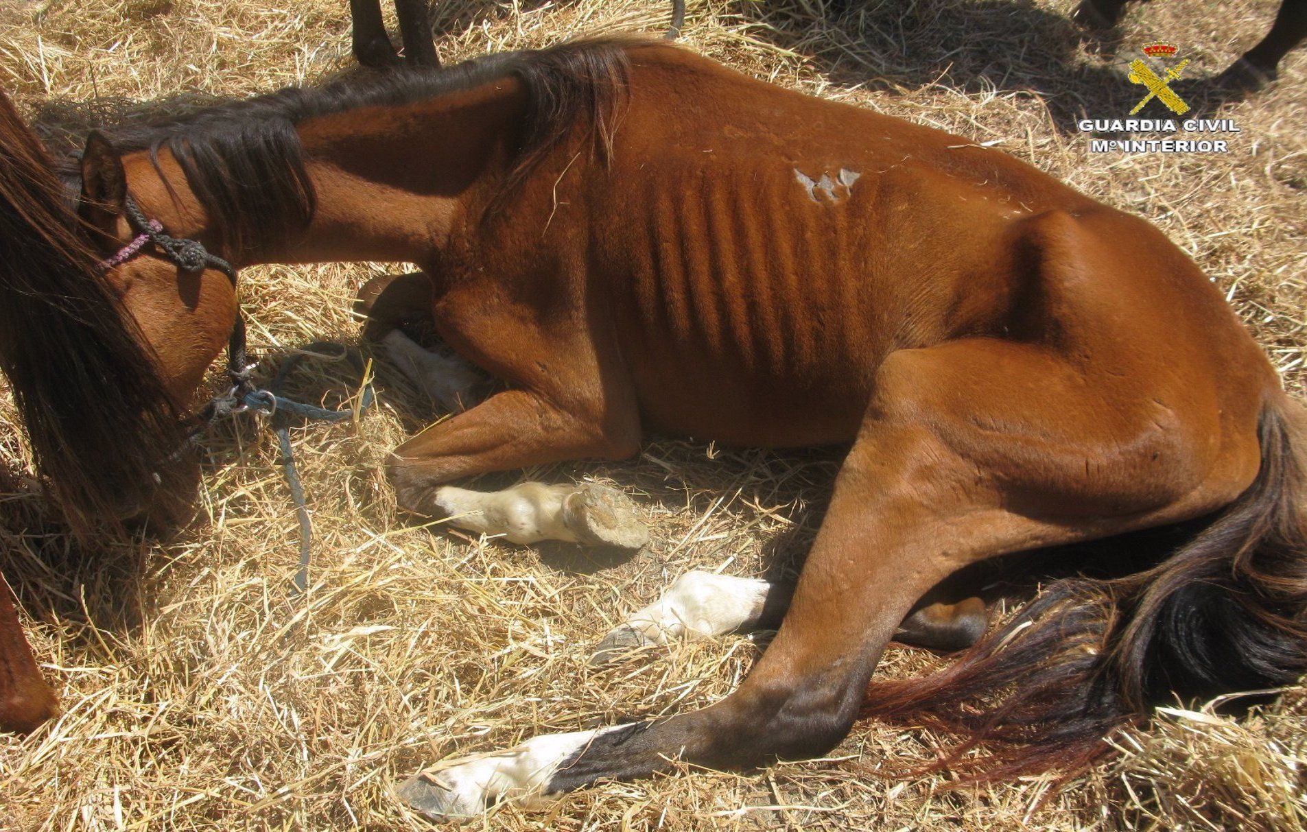 Uno de los caballos de la finca de Algeciras.