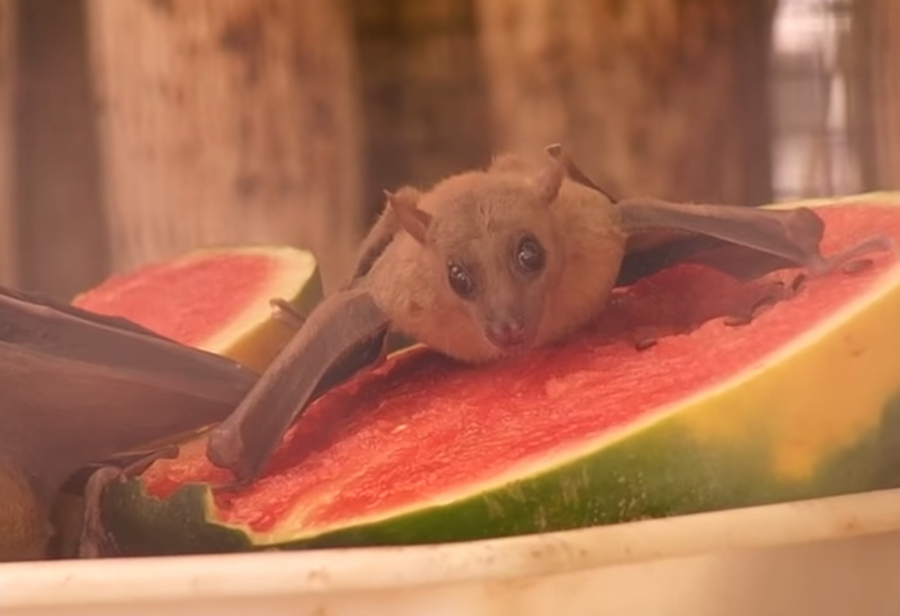 Un murciélago comiendo sandía.