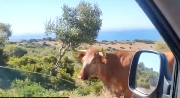Una vaca 'indica' cómo llegar hasta la playa de Bolonia.