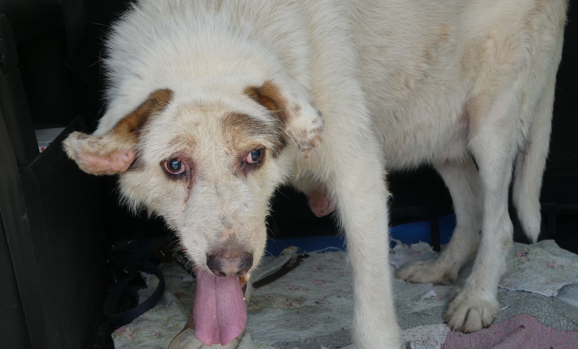 Uno de los perros enfermos hallado en Güejar Sierra, en la provincia de Granada.