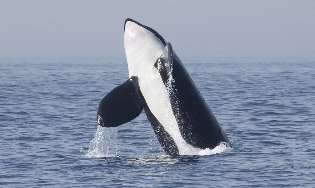 Una imagen de Salvamento, que advierte de los peligros de ataques de orcas.