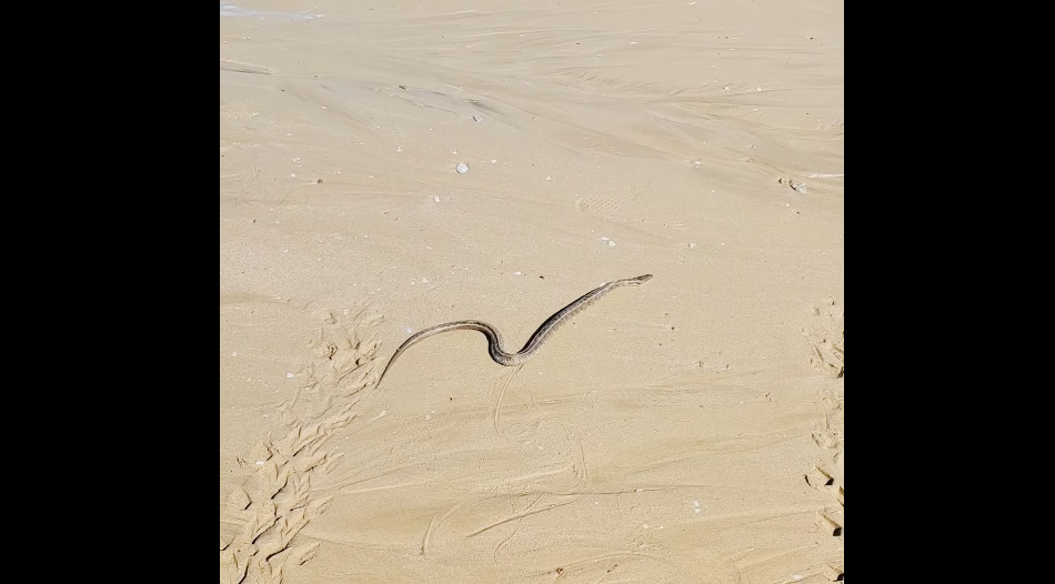 Capturan una culebra de un metro de largo en una playa de la costa gaditana.