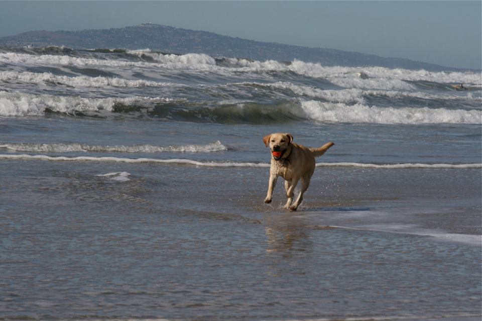 Un perro jugando en la playa. 