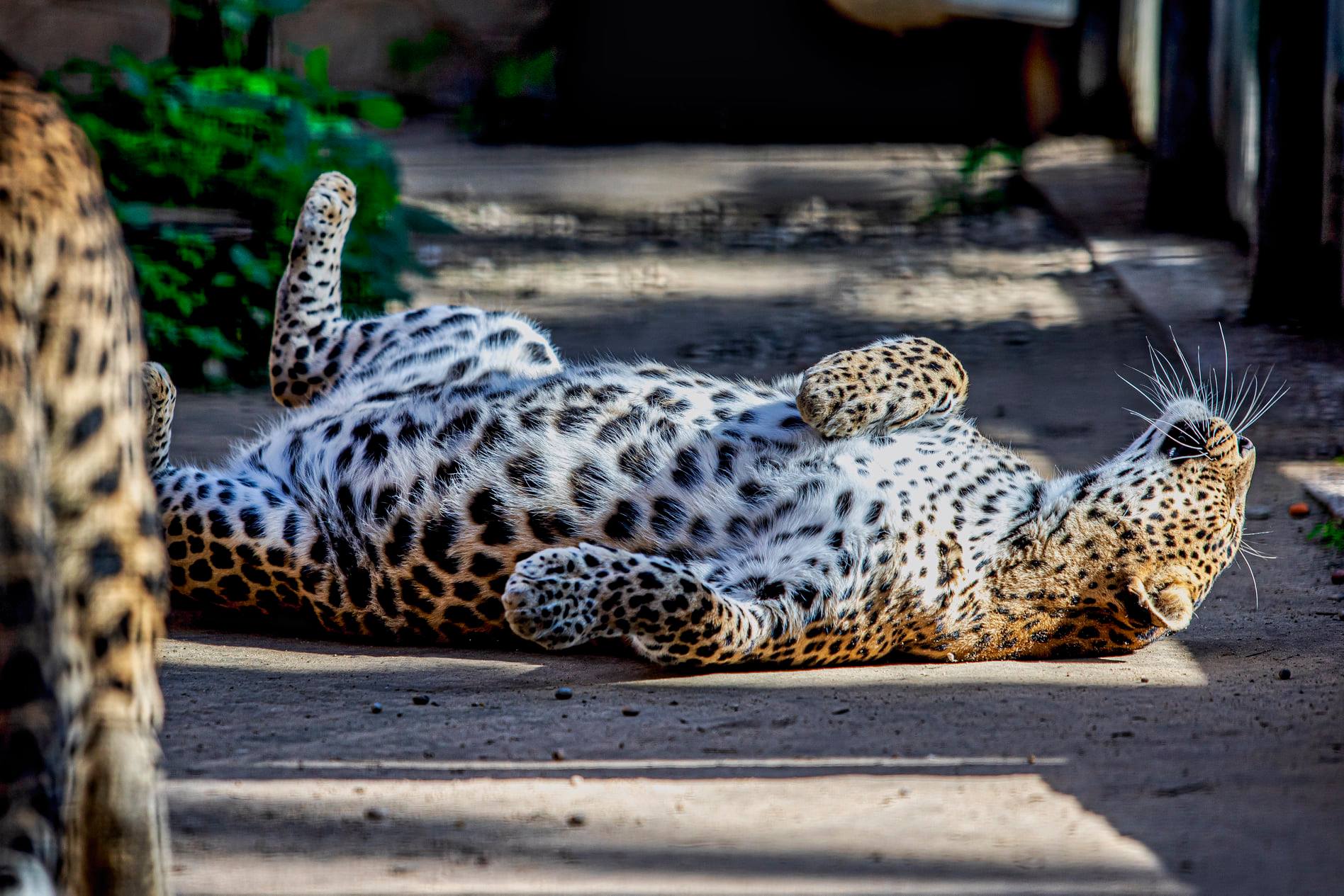 Leopardo del Zoo de Jerez, en una imagen del parque.