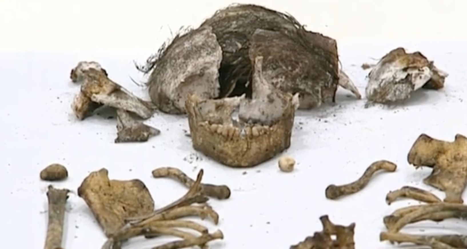 Restos óseos hallados en el Alcázar de Sevilla, correspondientes a una niña de unos 5 años de edad. LA SEXTA