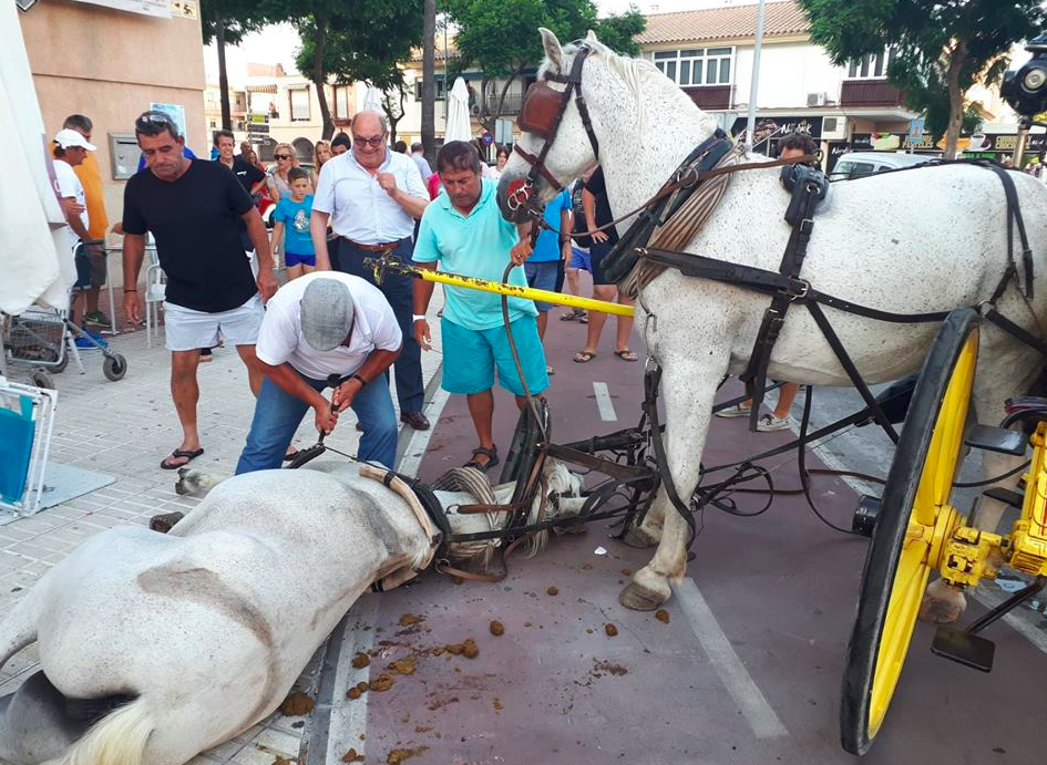 El caballo, en el suelo, tras la maniobra de un cochero en Sanlúcar. FOTO: PACMA